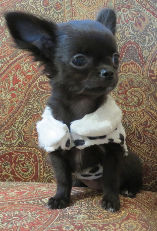 I Love Las Vegas Tiny Chihuahua